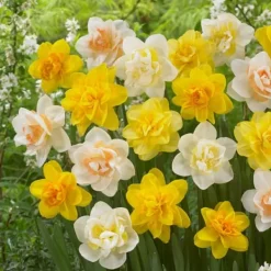 Hot Narcisløg - Påskeliljer - Sæt med 10 - Narcissus 'Double Mix' - Blomsterløg Frø