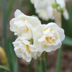 Hot Narcisløg - Påskeliljer - Sæt med 10 - Narcissus 'Double Mix' - Blomsterløg Frø