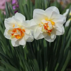 Hot Narcisløg - Påskeliljer - Sæt med 10 - Narcissus 'Double Mix' - Blomsterløg Frø