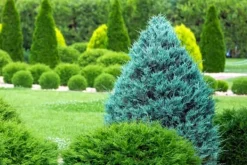 Gødningsmidler^Nåletrægødning Thuja Granulat Havestart 2kg
