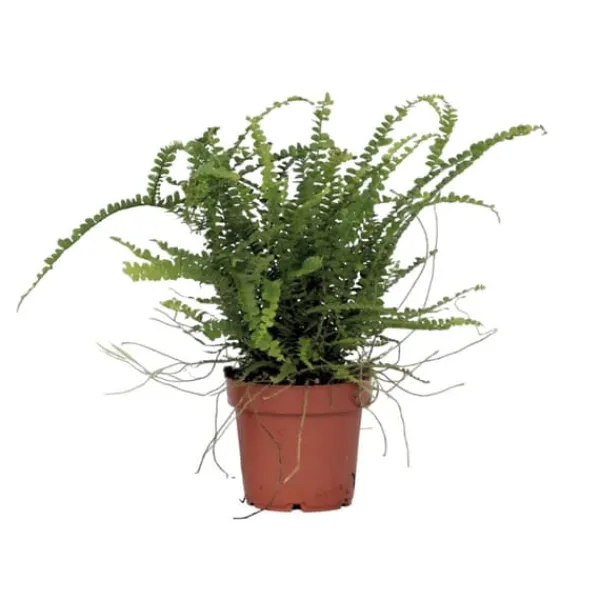 Krukkeplanter Indendørs^Nyrebregne - Nephrolepis Duffii - Højde 25-40cm - Pot 12cm