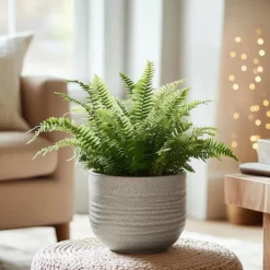 Krukkeplanter Indendørs^Nyrebregne - Nephrolepis Duffii - Højde 25-40cm - Pot 12cm