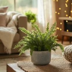 Krukkeplanter Indendørs^Nyrebregne - Nephrolepis Duffii - Højde 25-40cm - Pot 12cm