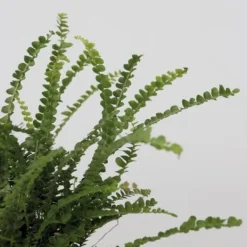 Krukkeplanter Indendørs^Nyrebregne - Nephrolepis Duffii - Højde 25-40cm - Pot 12cm