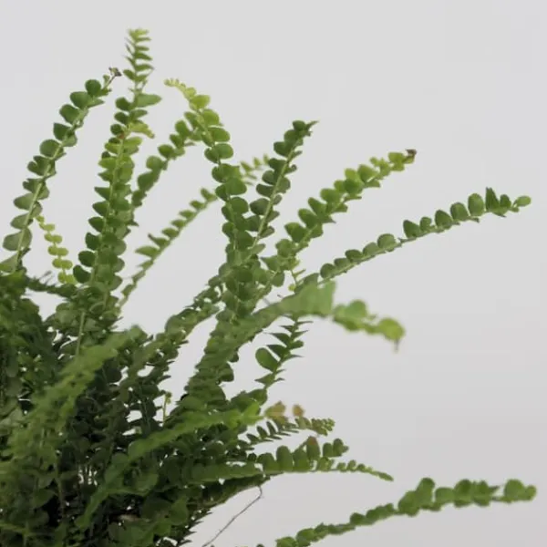 Krukkeplanter Indendørs^Nyrebregne - Sæt med 2 - Nephrolepis 'Duffii' - Højde 25-40cm - ⌀12cm