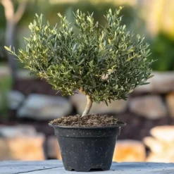 Træ^Olea bonsai i skala - Olea europaea - Højde 30-40cm - ⌀21cm