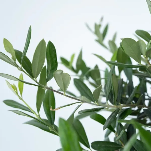 Træ^Olea bonsai i skala - Olea europaea - Højde 30-40cm - ⌀21cm