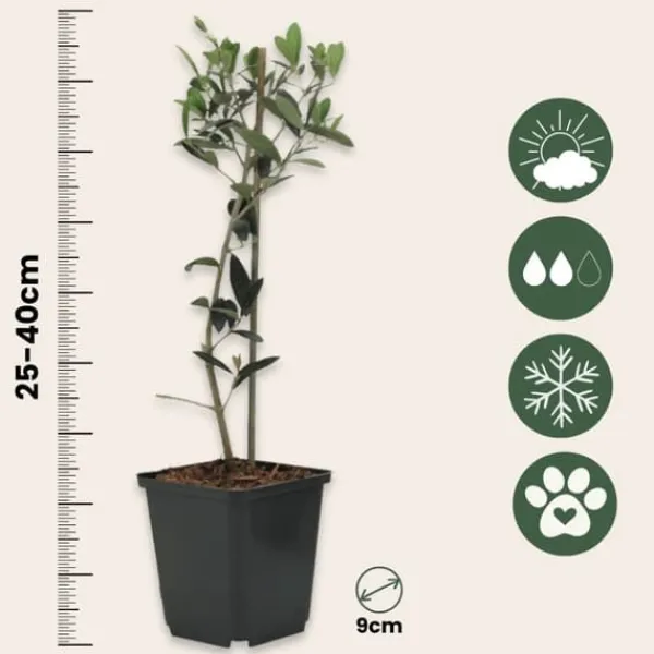 Træ^Olivenbusk - Sæt med 2 - Olea europaea - Højde 25-40cm - ⌀9cm