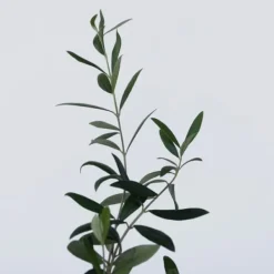 Træ^Olivenbusk - Sæt med 2 - Olea europaea - Højde 25-40cm - ⌀9cm