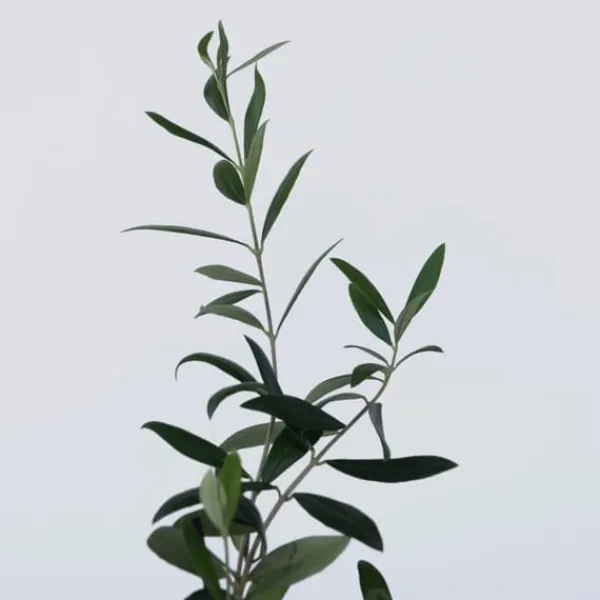 Træ^Olivenbusk - Sæt med 2 - Olea europaea - Højde 25-40cm - ⌀9cm