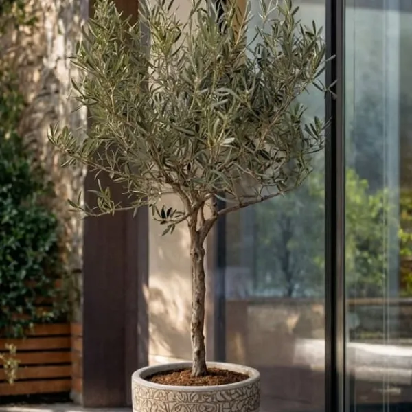 Sale Oliventræ - Olea europaea - H⌀jde 45-55cm - ⌀14cm Træ