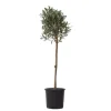 New Oliventræ - Olea europaea - Højde 90-100cm - ⌀21cm Træ