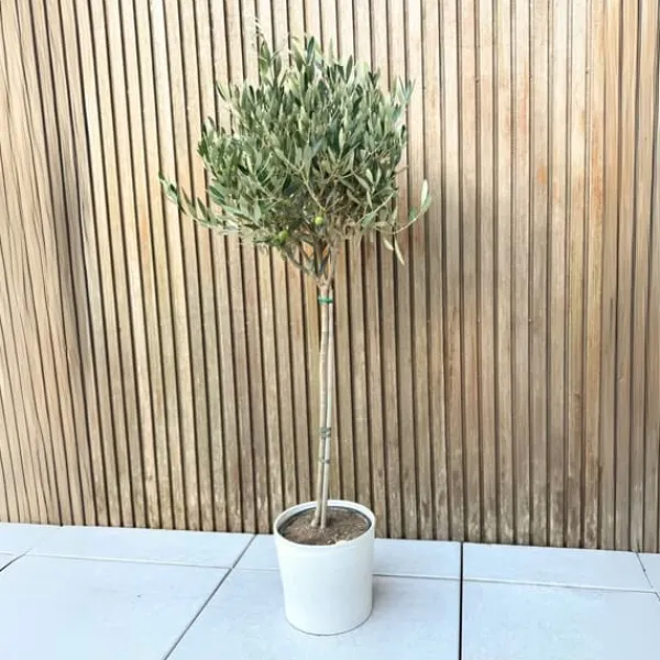 New Oliventræ - Olea europaea - Højde 90-100cm - ⌀21cm Træ