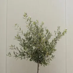 New Oliventræ - Olea europaea - Højde 90-100cm - ⌀21cm Træ