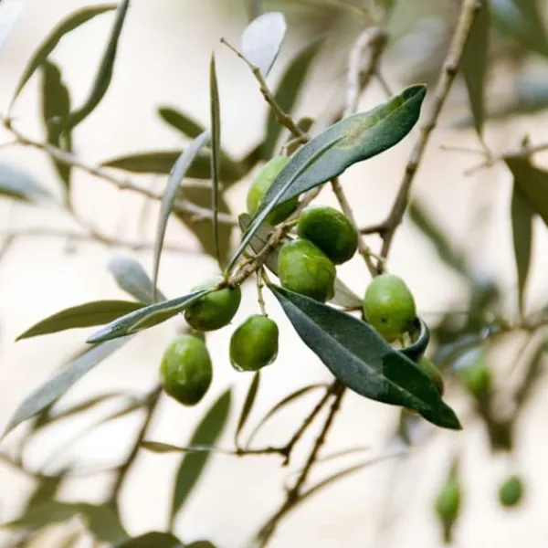 New Oliventræ - Olea europaea - Højde 90-100cm - ⌀21cm Træ