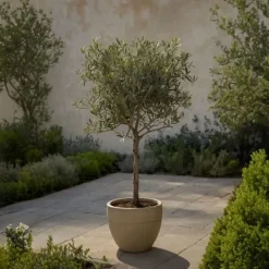 Online Oliventræ - Olea europaea - Højde 60-70cm - ⌀17cm Træ