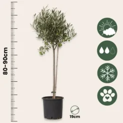Online Oliventræ - Olea europaea - Højde 80-90cm - ⌀19cm Træ