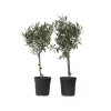 Best Oliventræ - Sæt med 2 - Olea europaea - Højde 50-60cm - ⌀14cm Træ