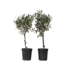 Best Oliventræ - Sæt med 2 - Olea europaea - Højde 50-60cm - ⌀14cm Træ
