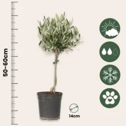 Best Oliventræ - Sæt med 2 - Olea europaea - Højde 50-60cm - ⌀14cm Træ