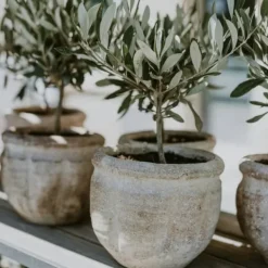 Best Oliventræ - Sæt med 2 - Olea europaea - Højde 50-60cm - ⌀14cm Træ