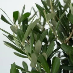 Best Oliventræ - Sæt med 2 - Olea europaea - Højde 50-60cm - ⌀14cm Træ