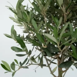 Best Oliventræ - Sæt med 2 - Olea europaea - Højde 50-60cm - ⌀14cm Træ