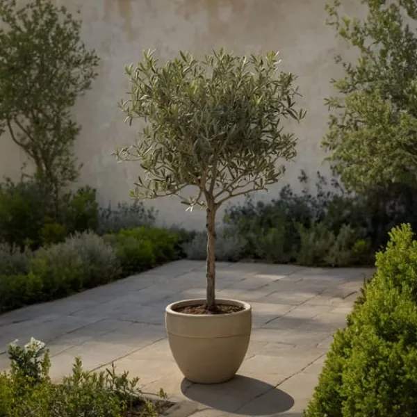 Online Oliventræ - Sæt med 2 - Olea europaea - Højde 90-100cm - ⌀21cm Træ