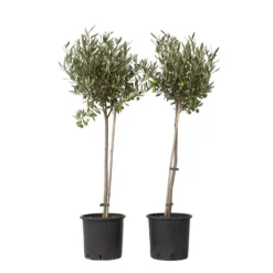 Online Oliventræ - Sæt med 2 - Olea europaea - Højde 80-90cm - ⌀19cm Træ