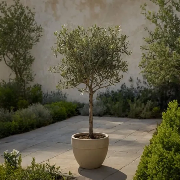 Online Oliventræ - Sæt med 2 - Olea europaea - Højde 80-90cm - ⌀19cm Træ