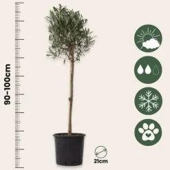 Clearance Oliventræ - Sæt med 2 - Olea europaea - Højde 90-100cm - ⌀21cm Træ