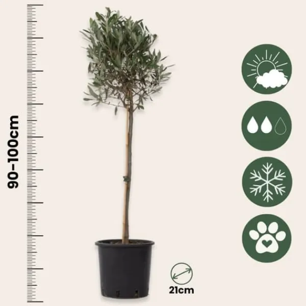 Clearance Oliventræ - Sæt med 2 - Olea europaea - Højde 90-100cm - ⌀21cm Træ