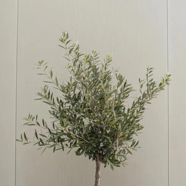 Clearance Oliventræ - Sæt med 2 - Olea europaea - Højde 90-100cm - ⌀21cm Træ