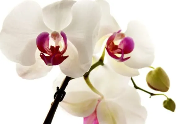 Gødningsmidler^ORCHID STRONG - ORCHID BALSAM APPLIKATOR 30 ML