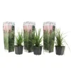 Haveplanter^Pampasgræs - Sæt med 3 - Cortaderia selloana - Højde 25-40cm - ⌀9cm