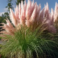 Haveplanter^Pampasgræs - Sæt med 3 - Cortaderia selloana - Højde 25-40cm - ⌀9cm