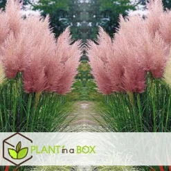 Haveplanter^Pampasgræs - Sæt med 3 - Cortaderia selloana - Højde 25-40cm - ⌀9cm