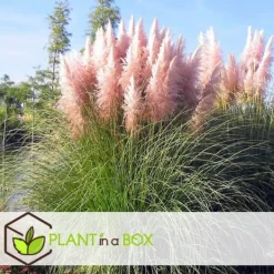 Haveplanter^Pampasgræs - Sæt med 3 - Cortaderia selloana - Højde 25-40cm - ⌀9cm