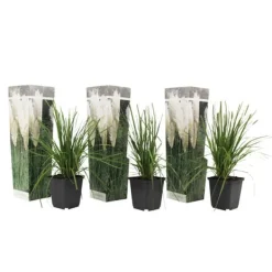 Haveplanter^Pampasgræs - Sæt med 3 - Cortaderia selloana - Højde 25-40cm - ⌀9cm