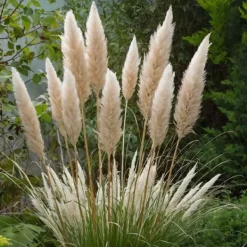 Haveplanter^Pampasgræs - Sæt med 3 - Cortaderia selloana - Højde 25-40cm - ⌀9cm