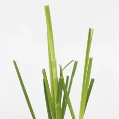 Haveplanter^Pampasgræs - Sæt med 3 - Cortaderia selloana - Højde 25-40cm - ⌀9cm
