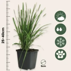 Haveplanter^Pampasgræs - Sæt med 6 - Cortaderia selloana - Højde 25-40cm - ⌀9cm