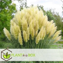 Haveplanter^Pampasgræs - Sæt med 6 - Cortaderia selloana - Højde 25-40cm - ⌀9cm