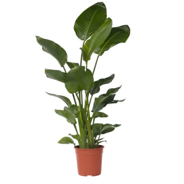 New Paradisfugl - Strelitzia nicolai - Højde 150-170cm - ⌀28cm Krukkeplanter Indendørs