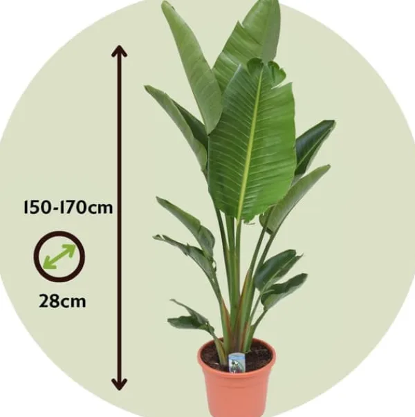 New Paradisfugl - Strelitzia nicolai - Højde 150-170cm - ⌀28cm Krukkeplanter Indendørs