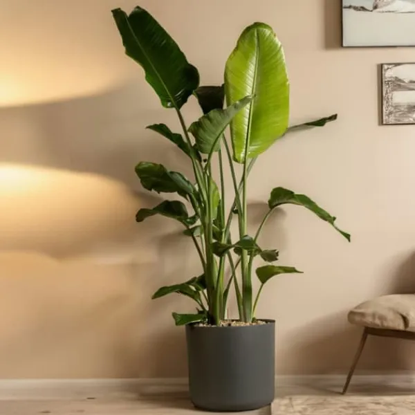New Paradisfugl - Strelitzia nicolai - Højde 150-170cm - ⌀28cm Krukkeplanter Indendørs