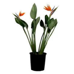 Krukkeplanter Indendørs^Paradisfugl - Strelitzia reginae - med blomster - Højde 70-100cm - Ø19cm