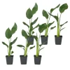 Clearance Paradisfugleblomst - Sæt med 6 - Strelitzia reginea - Højde 25-40cm - ⌀9cm Krukkeplanter Indendørs