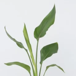 Clearance Paradisfugleblomst - Sæt med 6 - Strelitzia reginea - Højde 25-40cm - ⌀9cm Krukkeplanter Indendørs