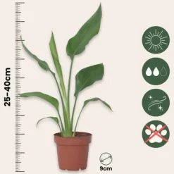 Best Paradisfugleblomst - Sæt med 3 - Strelitzia reginea - Højde 25-40cm - ⌀9cm Krukkeplanter Indendørs
